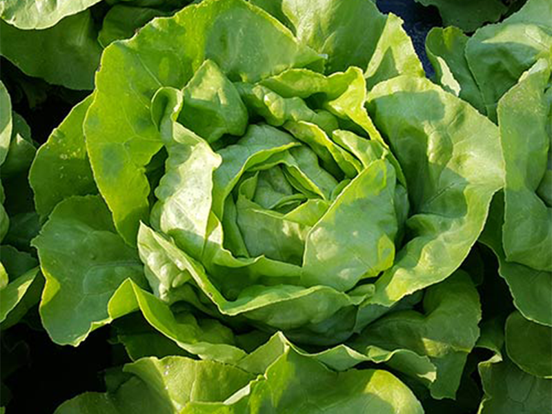 Salata Zeralda 5000s Holland Angro