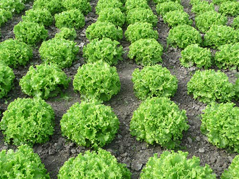 Salata Lirice 5000s Holland Angro