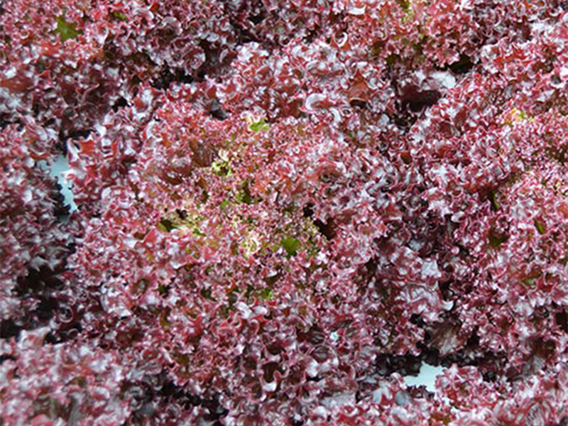 Salata Bacchus 5000s Holland Angro