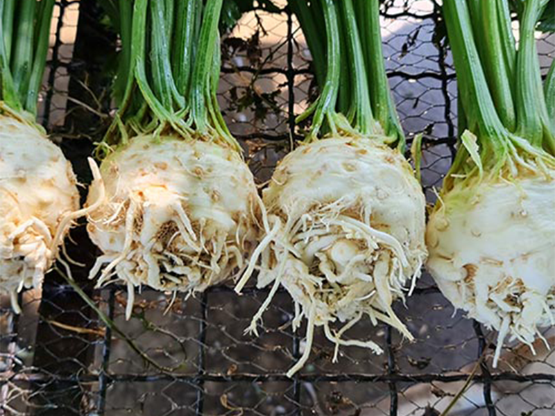 Celer Apolo F1 2500s Holland Angro