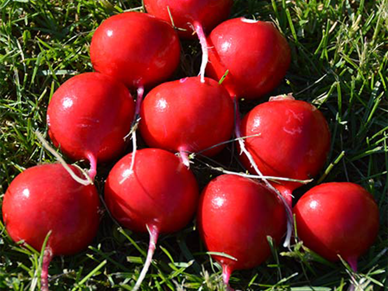 Rotkvica Tinto 25000s Holland Angro