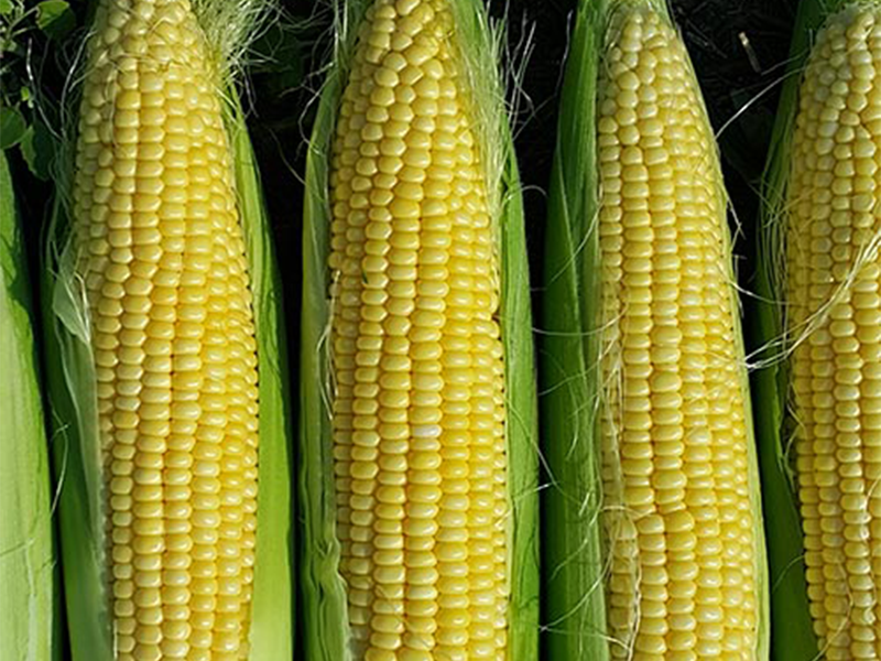 Kukuruz Secerac Turbo F1 - Slika 1