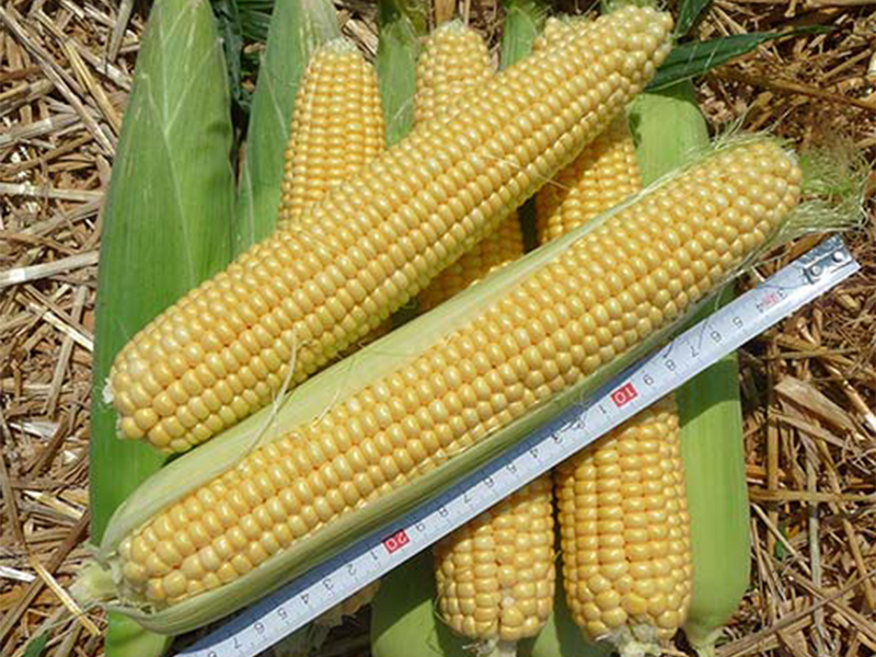 Kukuruz Secerac Kinze F1 5000s Holland