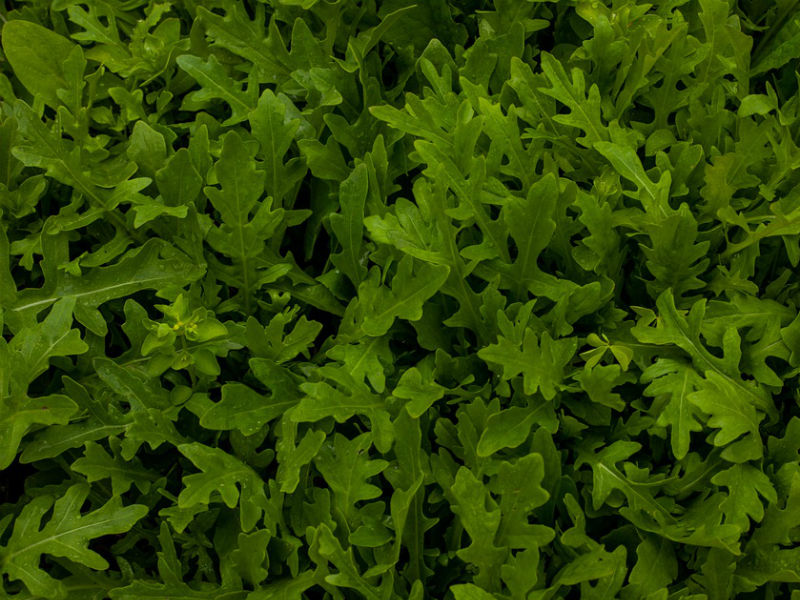 Rukola Marte 100g Holland Angro