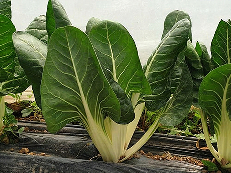 Blitva Aglia - Slika 1