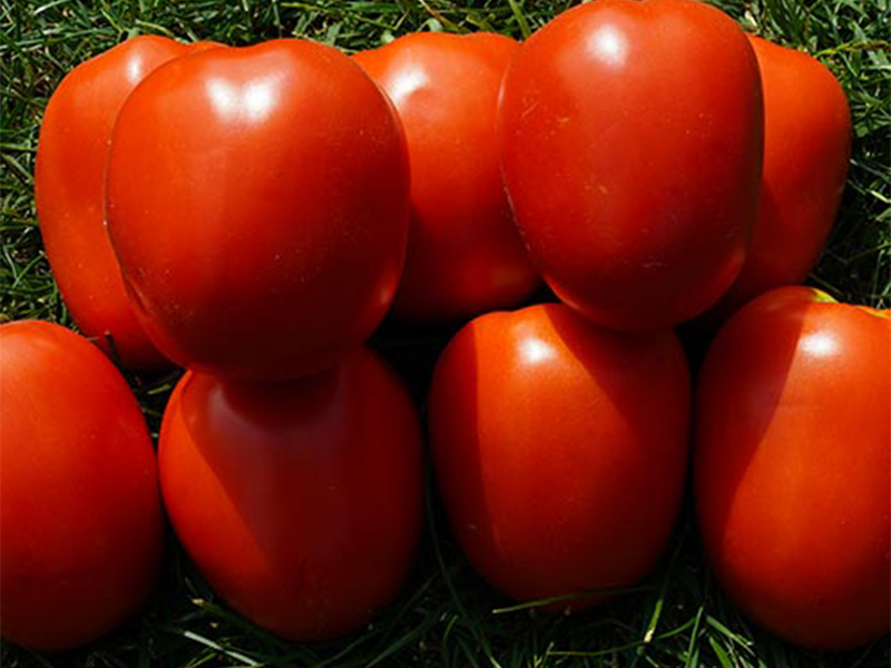 Paradajz BL438 F1 500sem unoff