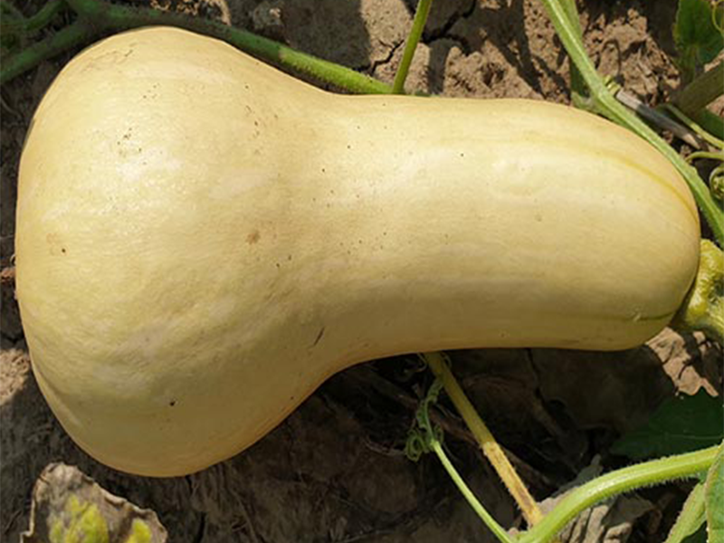 Tikva Early Butternut F1 - Slika 1