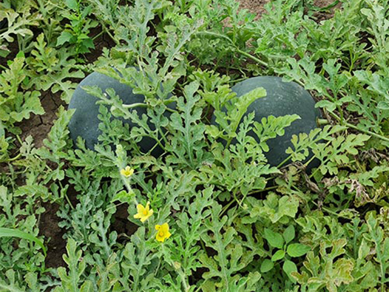 Lubenica Fechete F1 500s unoff