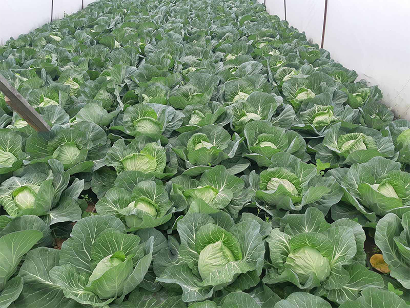 Kupus Magnus Cresco F1 2500s Grower