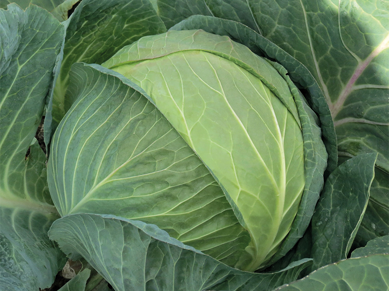 Kupus Newton F1 2500s Grower