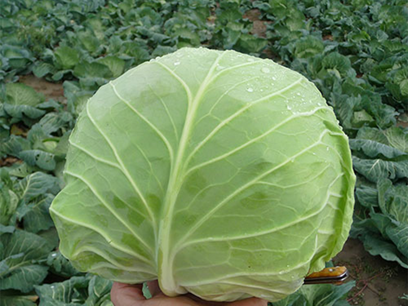 Kupus Cabbice F1 2500s Grower