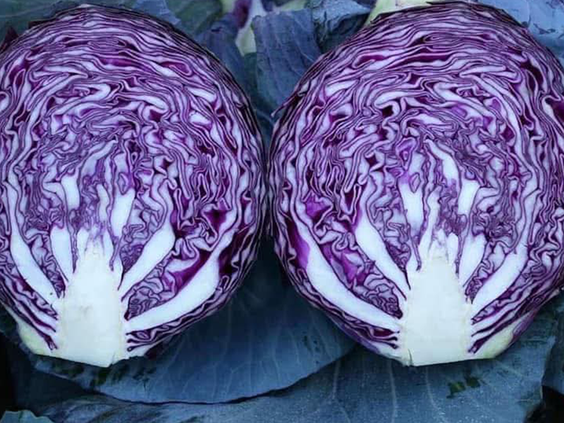 Kupus Romanov F1 2500s Grower