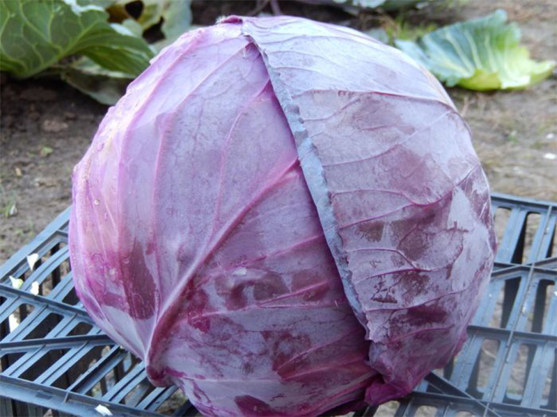 Kupus Romus F1 2500s Grower