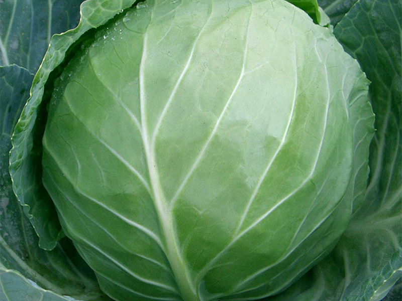 Kupus Blue Jays F1 2500s Grower