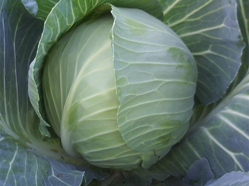 Kupus Green Pearl F1 - Slika 1