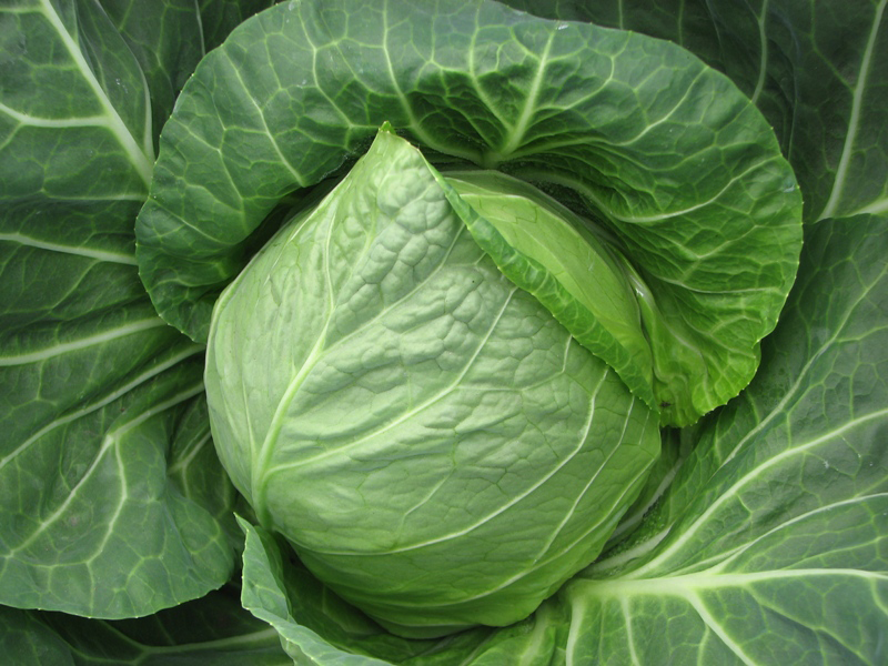 guma za bure 300-400lit nsp