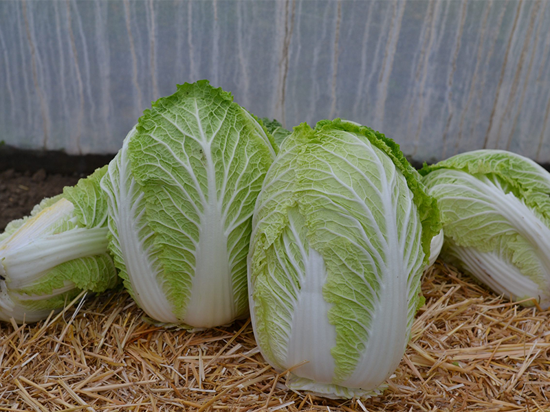 Kupus One Kilo SB F1 2500s Grower