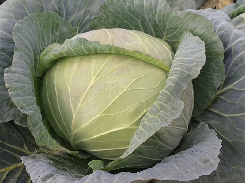 Kupus Ringo F1 2500s Growe