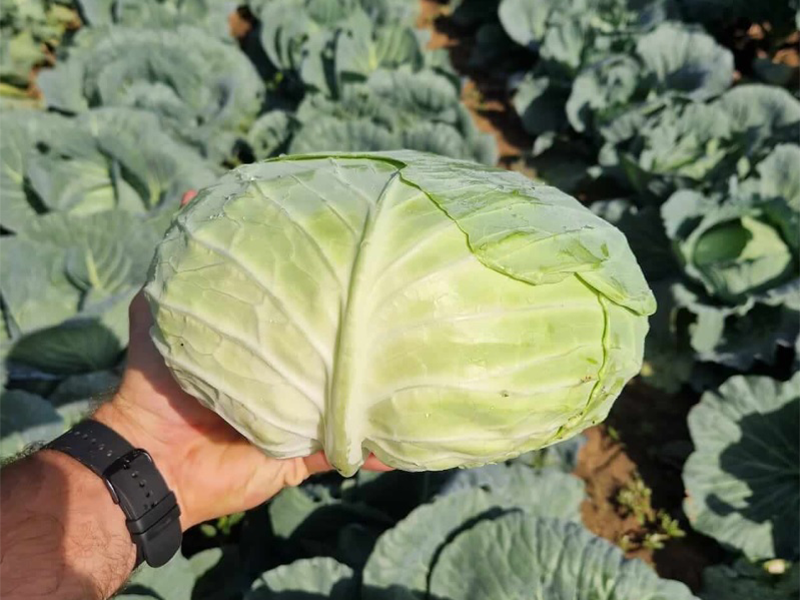 Kupus CorvusF1 2500s Growe