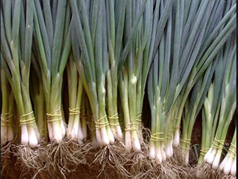 Luk za vezice Sevel 50000s Grower