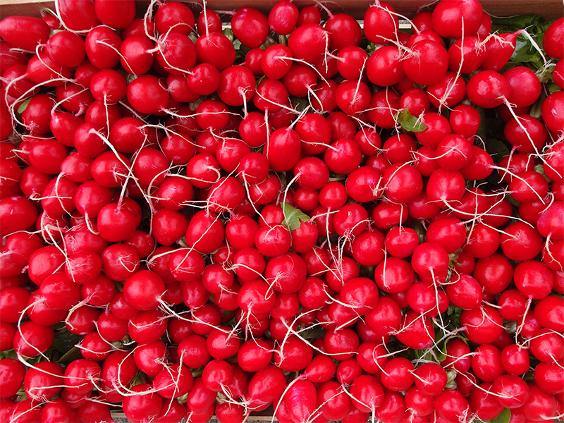 Rotkvica Autella F1 10000s Grower