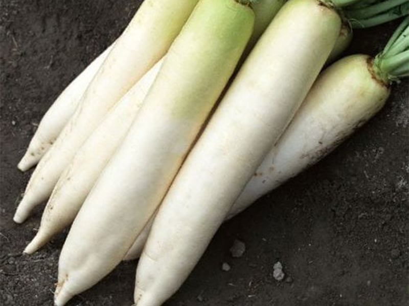 Rotkva MinoSummerTops 50g Grower