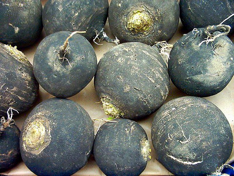 Rotkva RunderSchwarzer 250g Grower