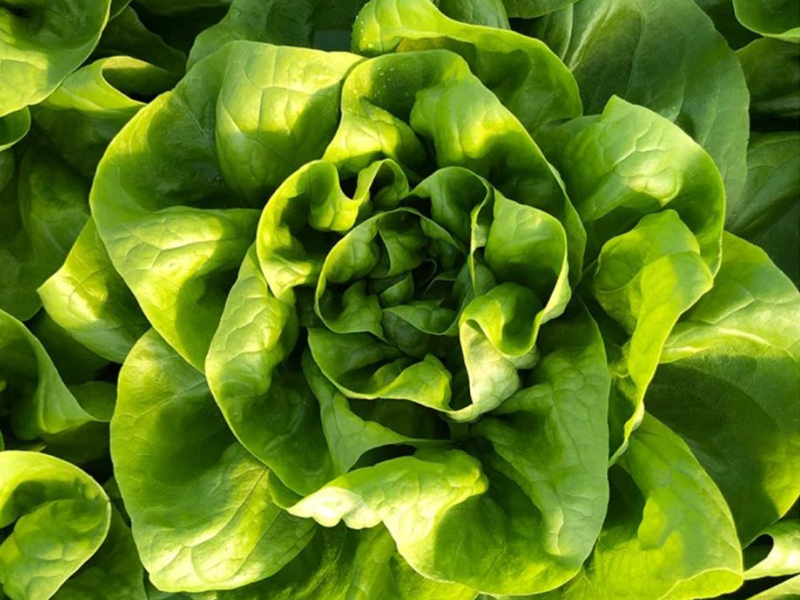 Salata Tirrena 5000s Grower