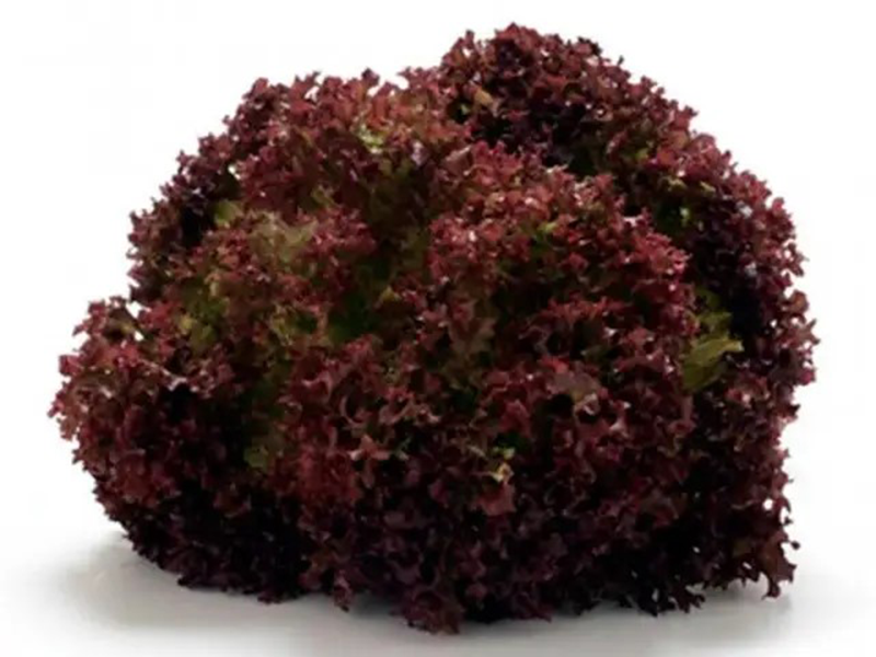 Salata Matador 5g Grower