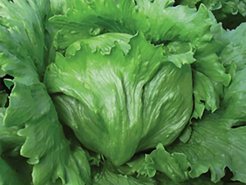 Salata Newduke 5g Grower