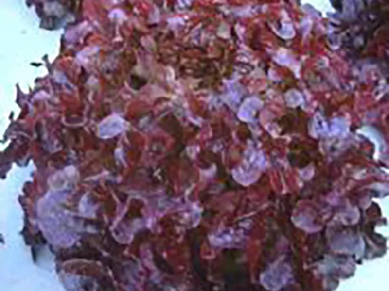 Salata Bolero 5g Grower