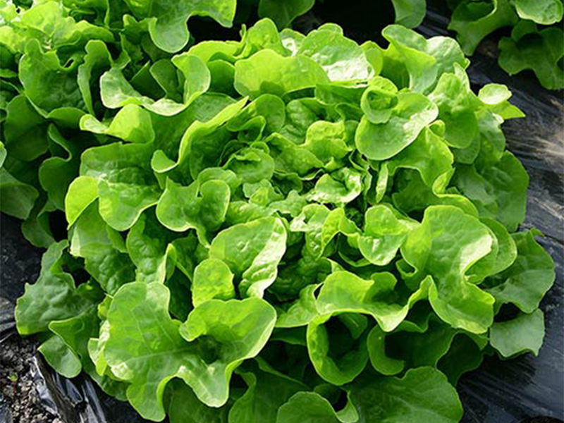 Salata Isira 5g Grower