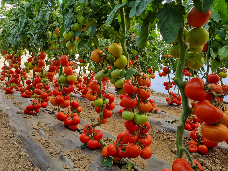 Paradajz Jastis F1 500s Grower