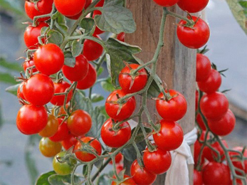 Paradajz Shiren F1 200s Grower