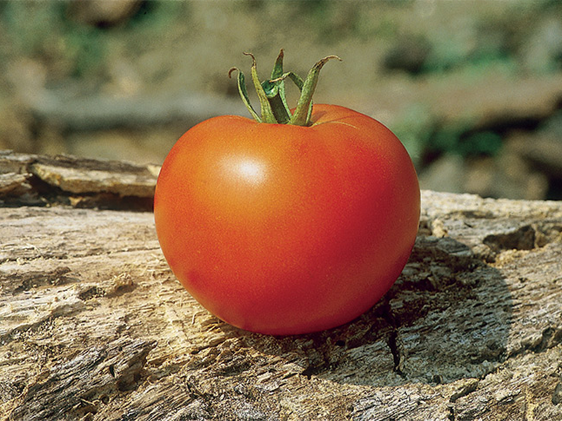 Paradajz Gordon F1 - Slika 1