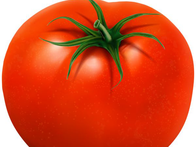 Paradajz Magellano F1 500s Grower