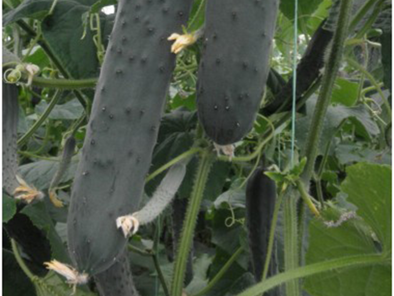 Krastavac Triton F1 250s Grower