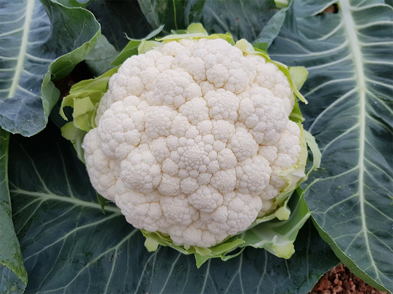 Karfiol Ferrara F1 2500s Grower