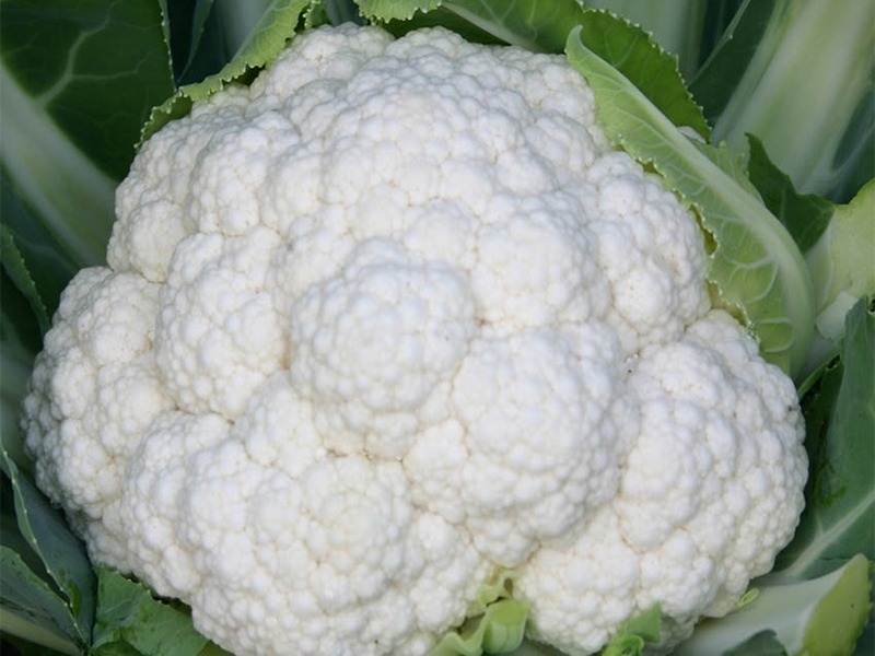 Karfiol Fujiyama F1 2500s Grower