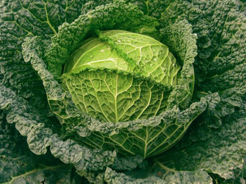 Kelj Serpentine F1 2500s Grower