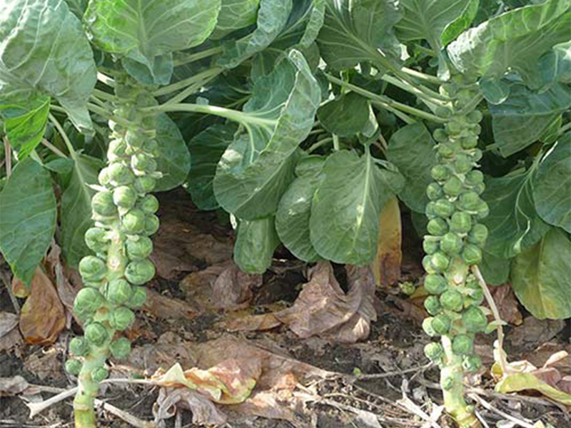 Kelj pupčar Brilliant F1 - Slika 1