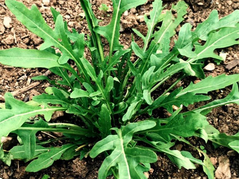 Rukola Wild Rocket 50g Grower