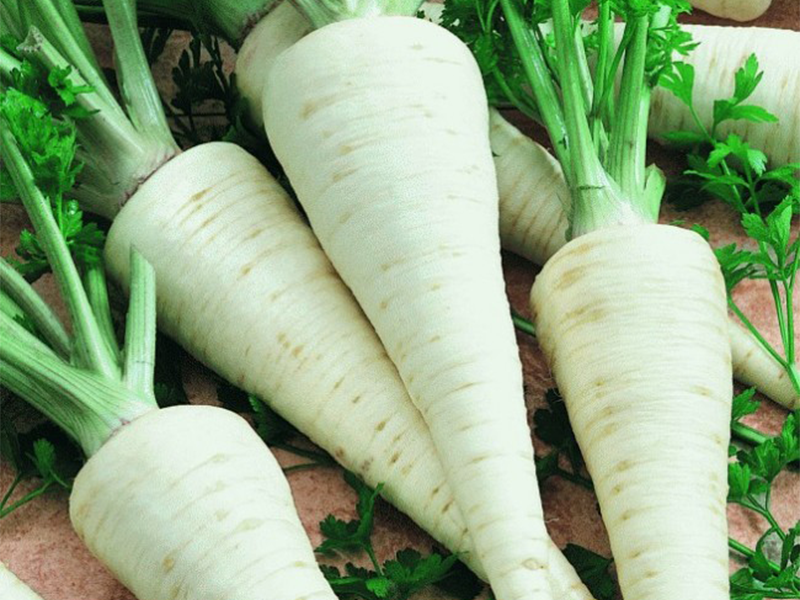 Persun Atika 50g Grower