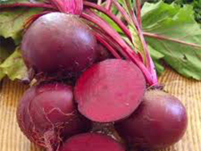 Cvekla Nasco Sun 50000s Grower