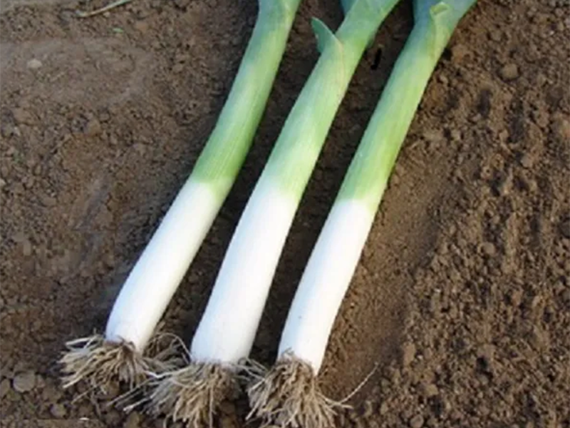 Praziluk Kamush 100g Grower