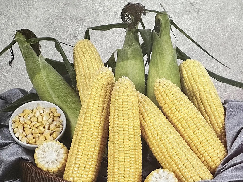 Kukuruz secerac Khan f1 5000s Grower