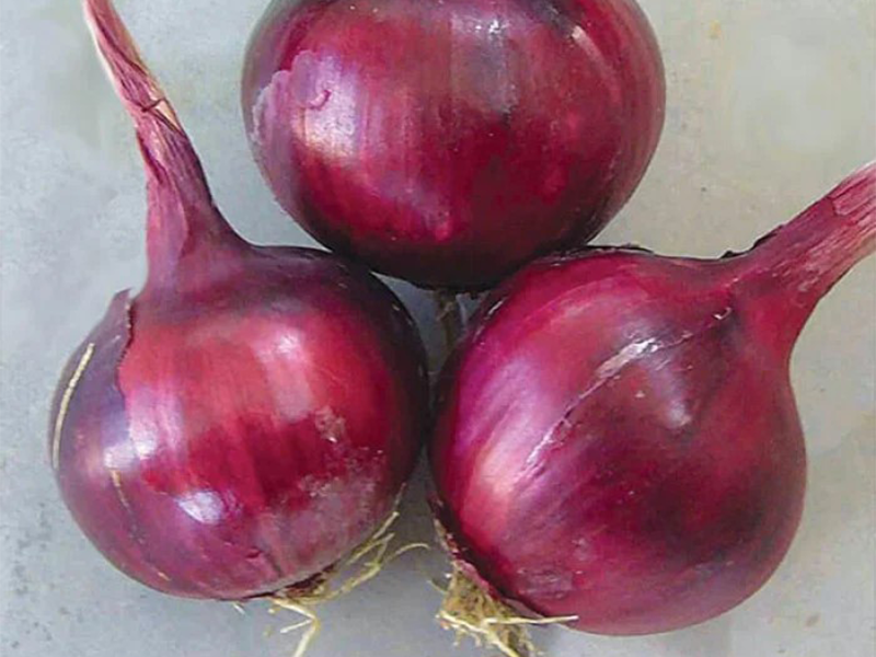 Luk seme Fabula F1 1kg Grower