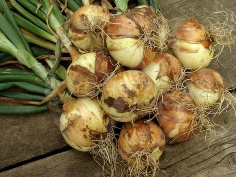 Luk seme Kira F1 1kg Grower