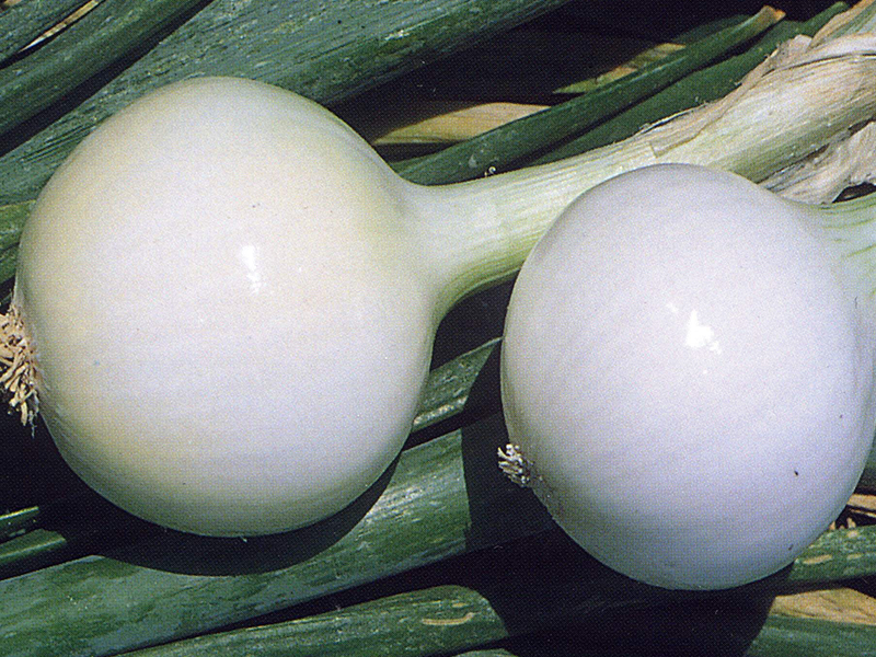 Luk seme Kosma 100g Grower