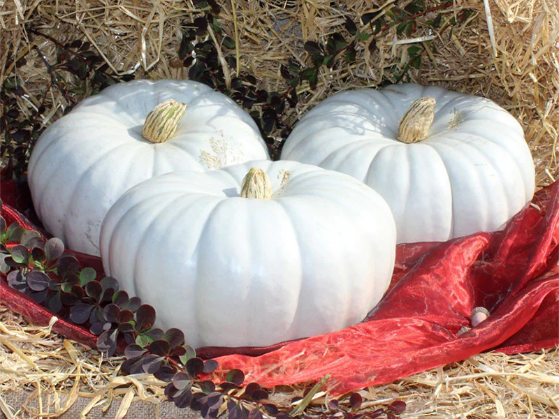 Tikva Blue heaven - Slika 1